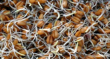 Jak doma naklíčit pšeničné zrno a jaké množství konzumovat